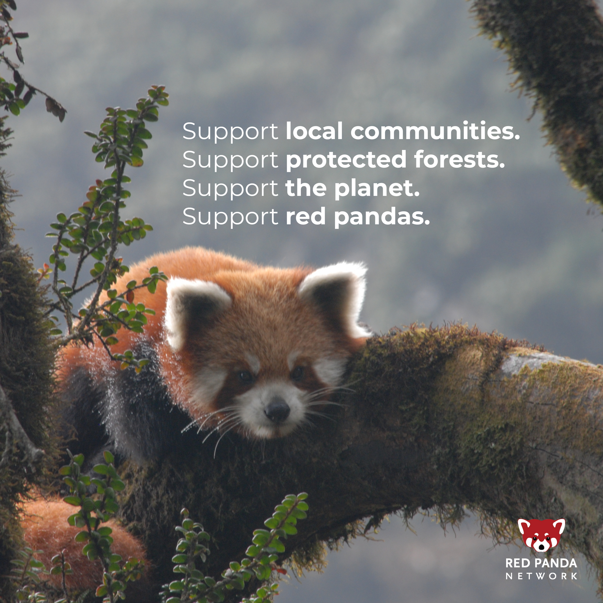 Support red pandas with Cosy Panda